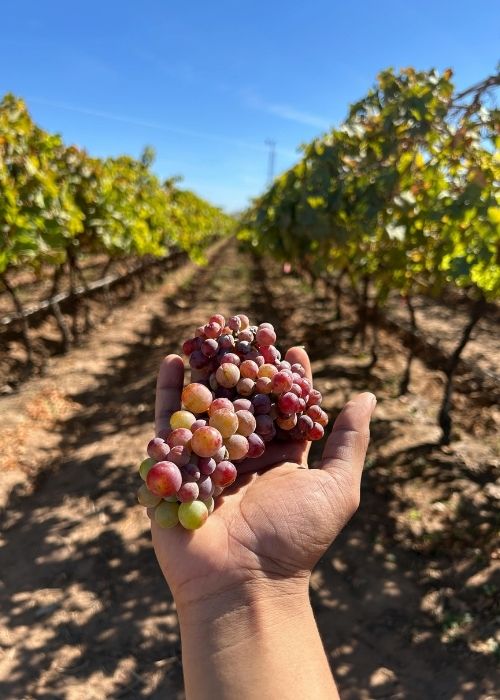 Special Interest Tours